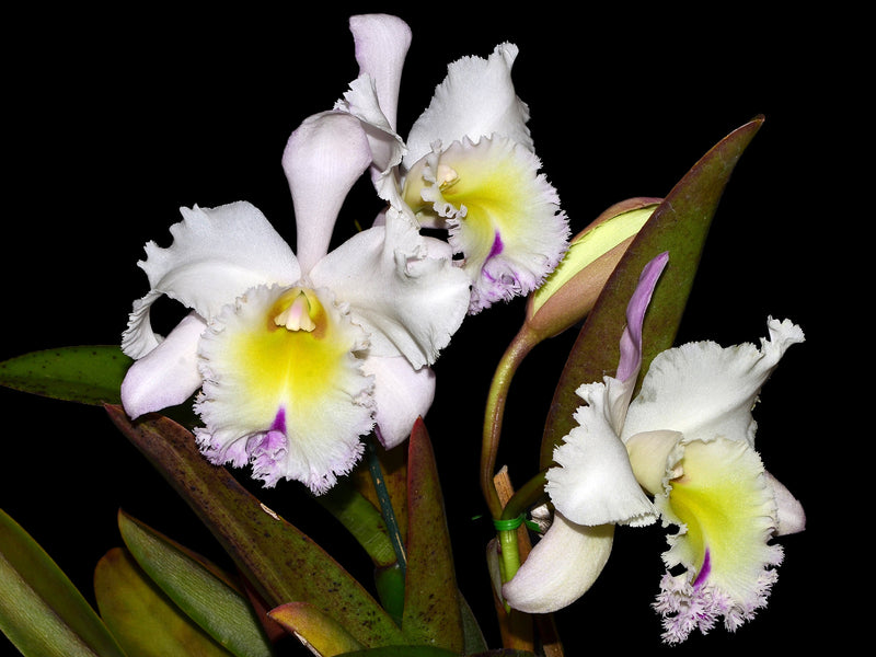 Rhyncholaeliocattleya Grace Carmen Tolentino