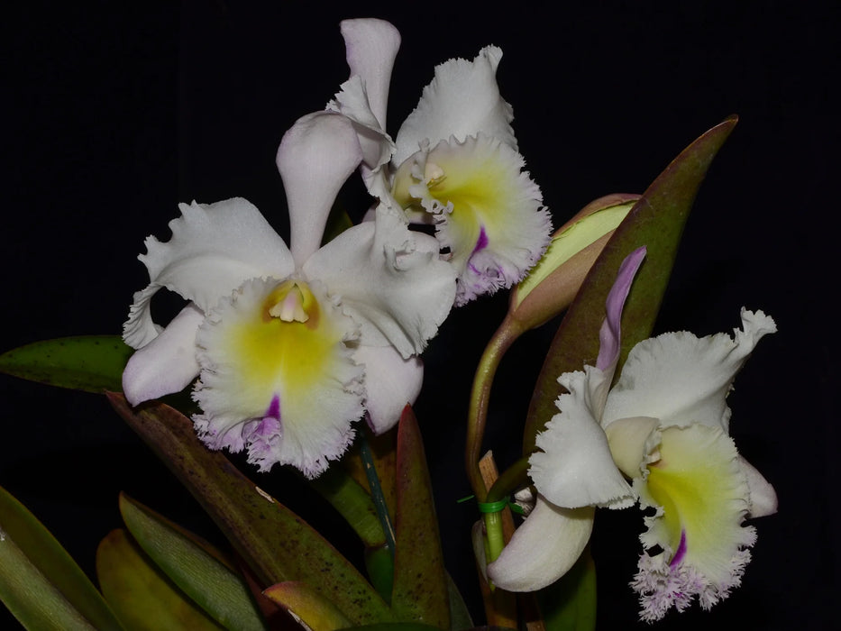 Rhyncholaeliocattleya Grace Carmen Tolentino