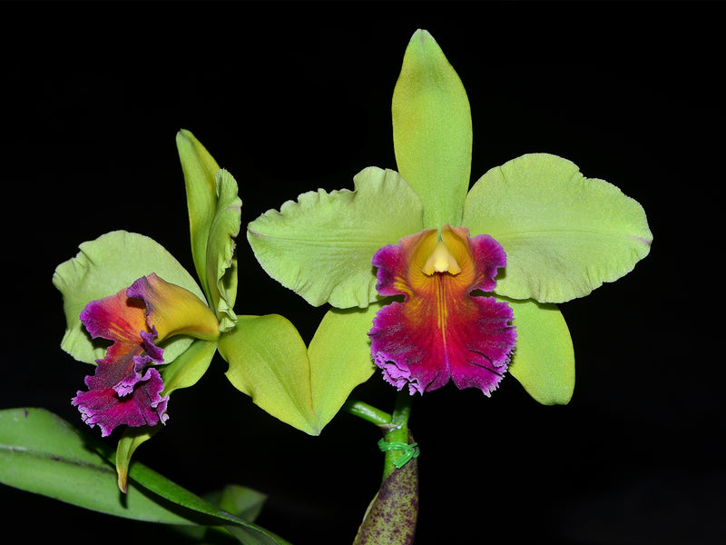 Rhyncholaeliocattleya Graf's Gala