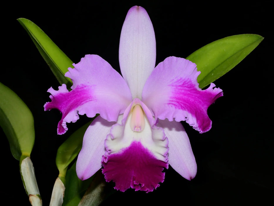 Rhyncholaeliocattleya Guillermo Lasso