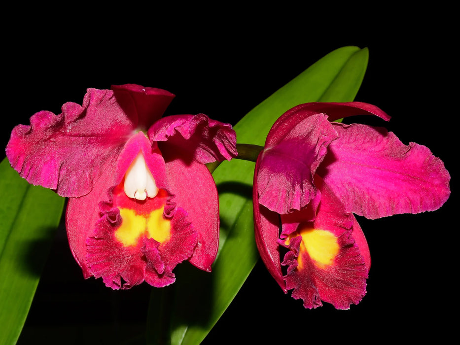 Rhyncholaeliocattleya Hawaiian Prominence