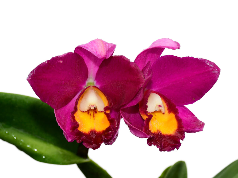 Rhyncholaeliocattleya Hawaiian Prominence America
