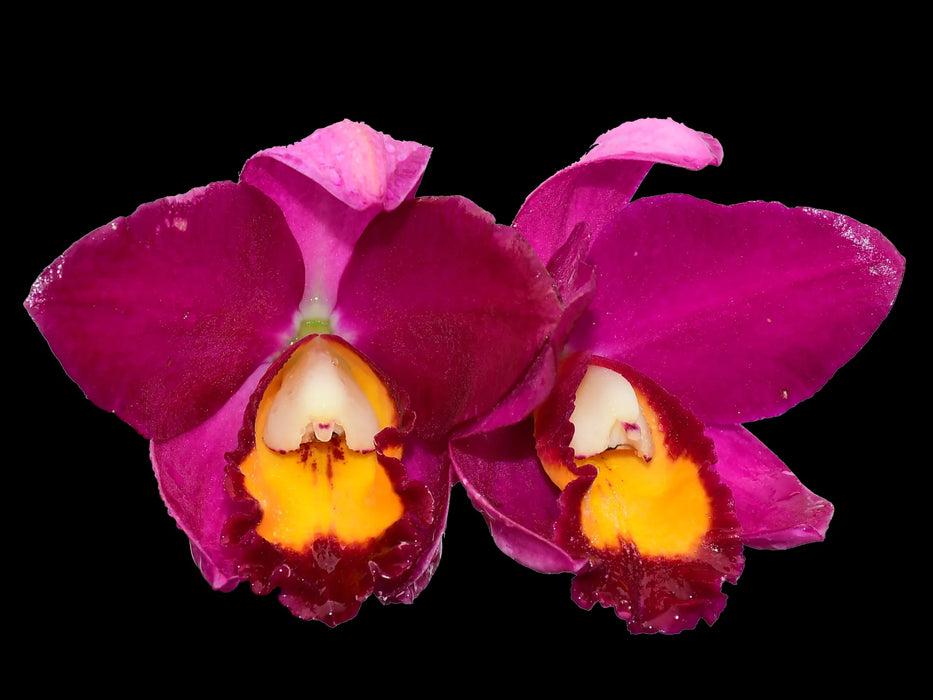 Rhyncholaeliocattleya Hawaiian Prominence America