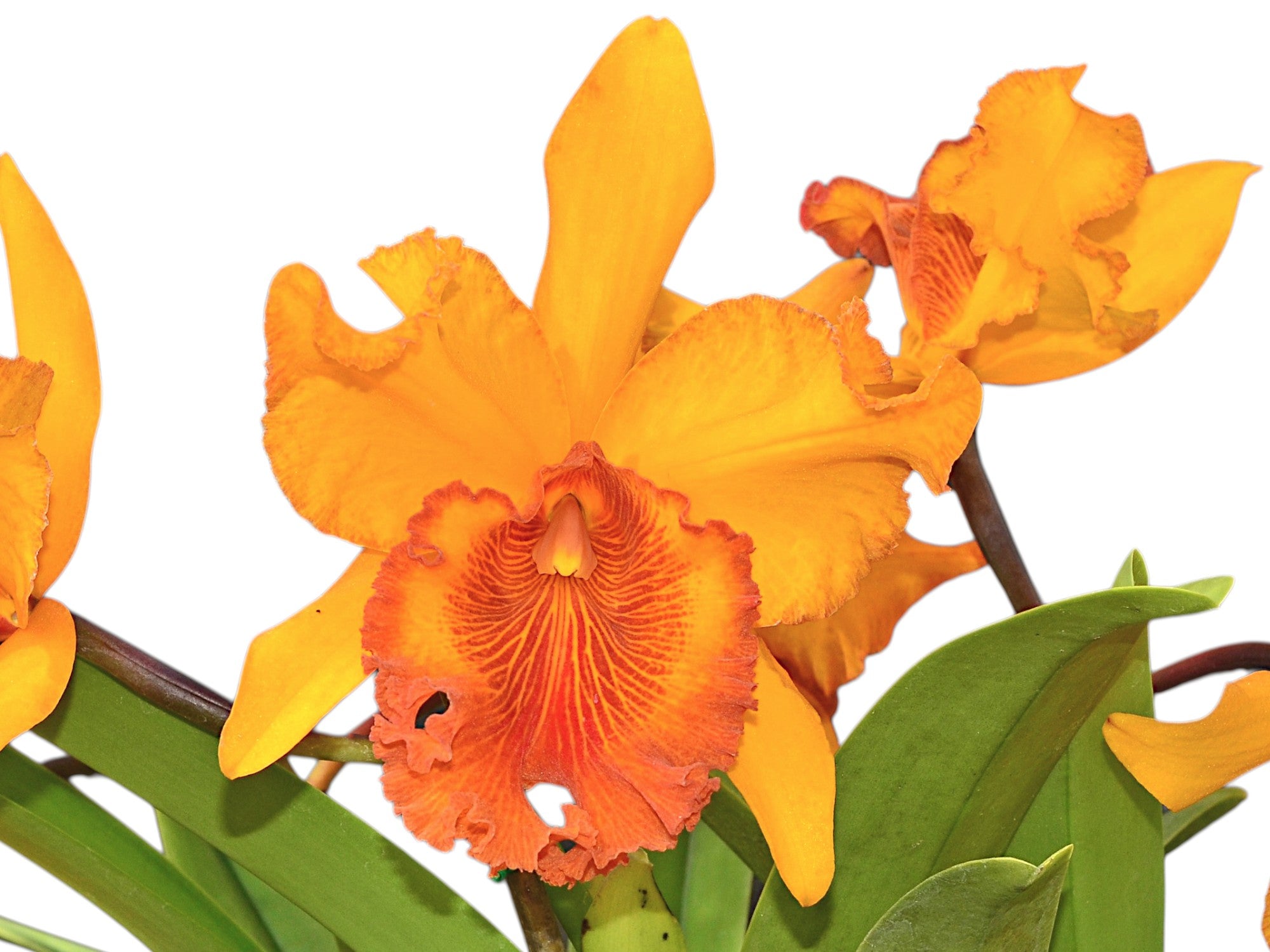 Rhyncholaeliocattleya Hubert Garton — Ecuagenera Orquídeas del Ecuador