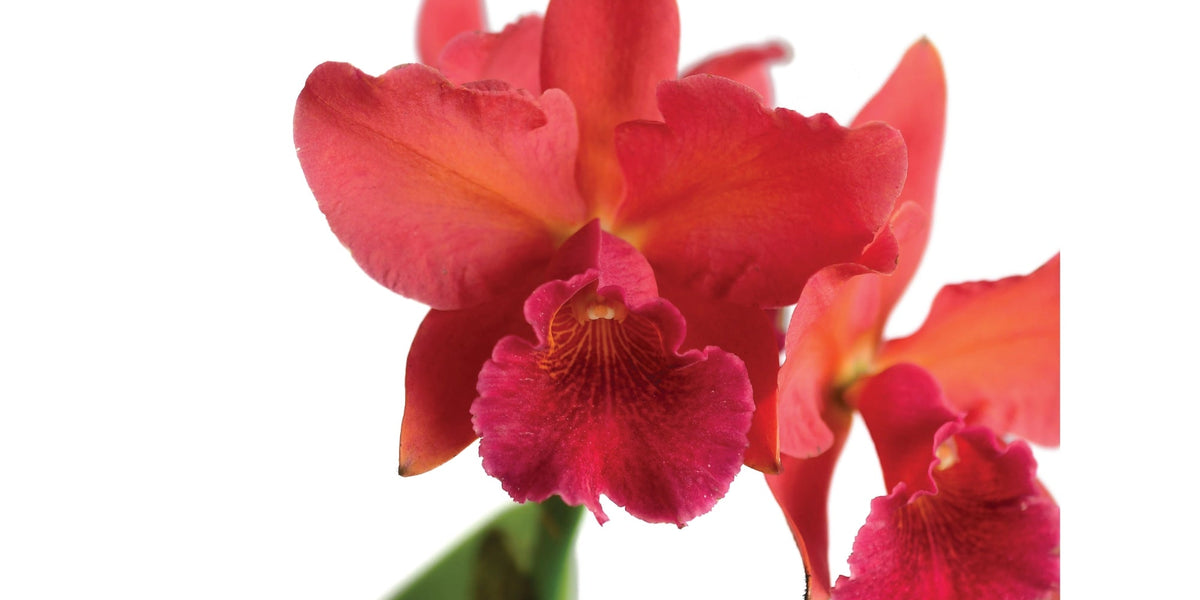 スポーツトイ・アクショントイ Hydrangea Cattleya / Fervent Red