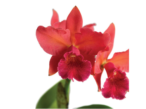 スポーツトイ・アクショントイ Hydrangea Cattleya / Fervent Red スポーツトイ・アクショントイ Hydrangea Cattleya / Fervent Red