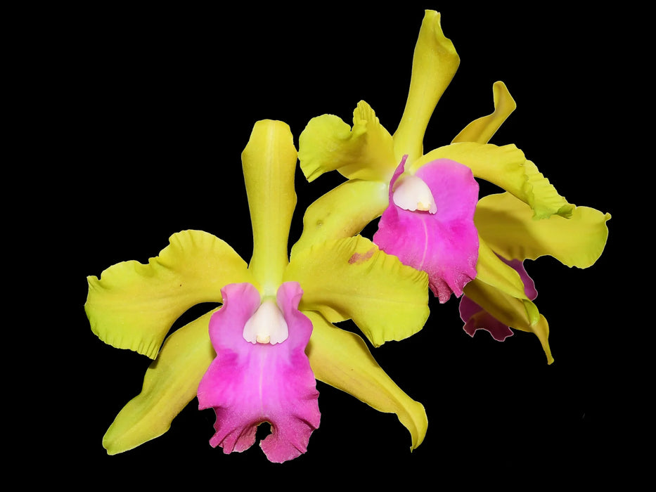 Rhyncholaeliocattleya Ivan Portilla