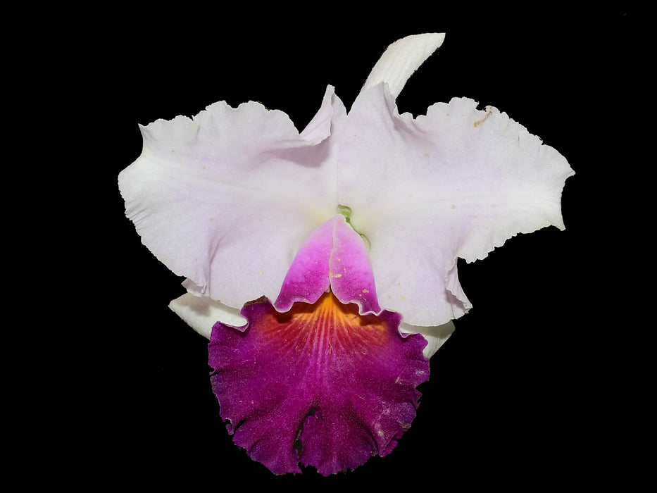 Rhyncholaeliocattleya Izumi Carol