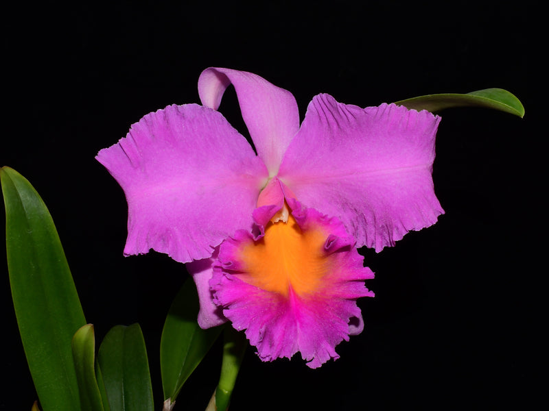 Rhyncholaeliocattleya Jacqueline Gabrielle