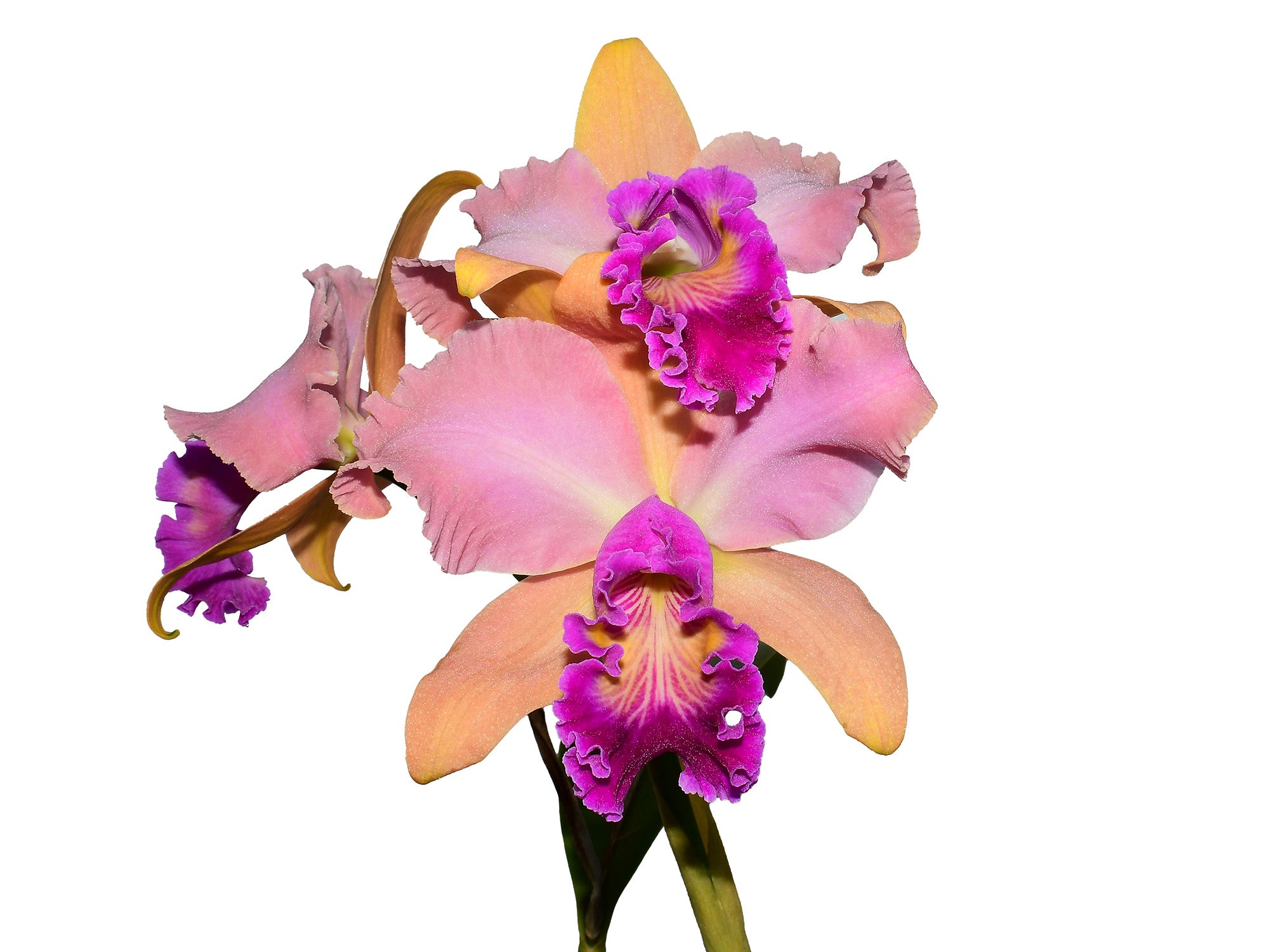 Rhyncholaeliocattleya Jose Roman – Intermediate Bicolor Cattleya