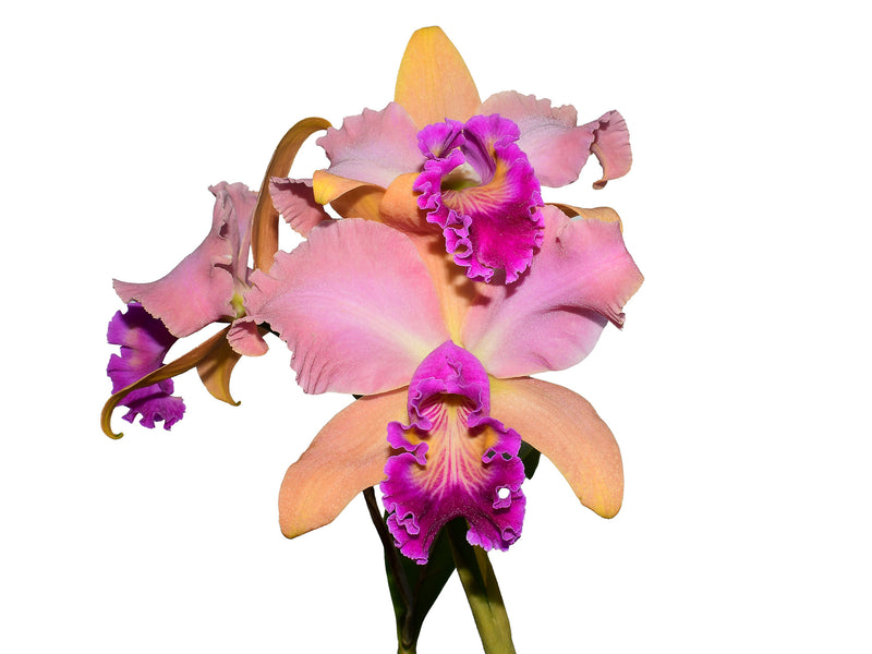 Rhyncholaeliocattleya Jose Roman