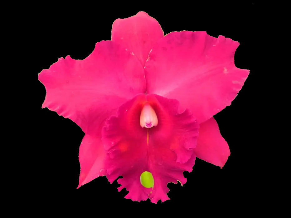 Rhyncholaeliocattleya Joya Rosada