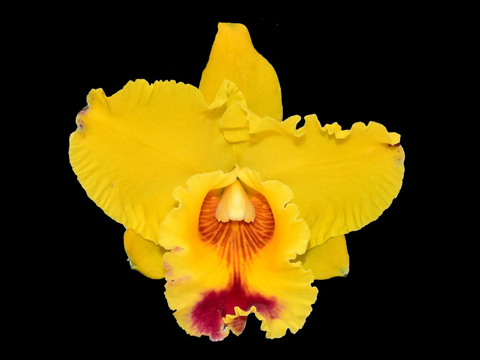 Rhyncholaeliocattleya Kakemizu Grand