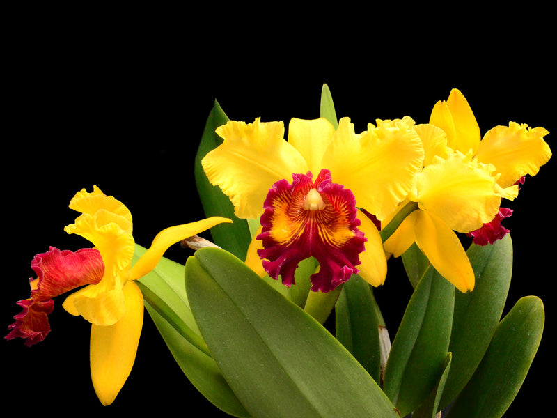 Rhyncholaeliocattleya Kakemizu Kenichi