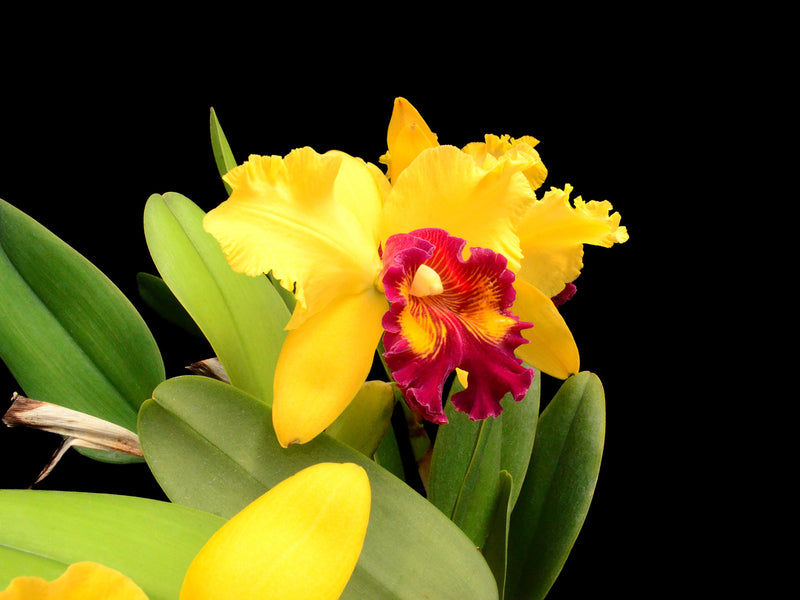 Rhyncholaeliocattleya Kakemizu Kenichi