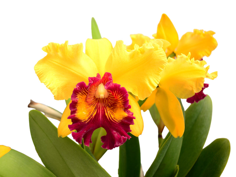 Rhyncholaeliocattleya Kakemizu Kenichi