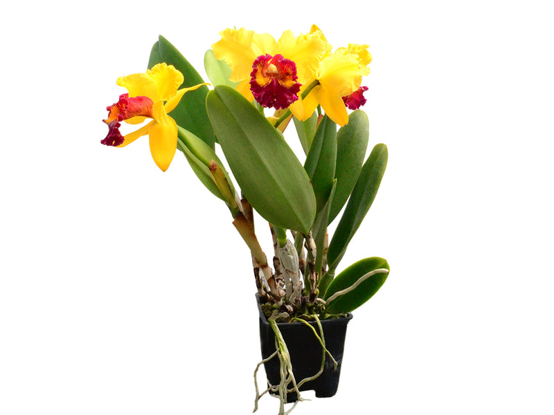 Rhyncholaeliocattleya Kakemizu Kenichi