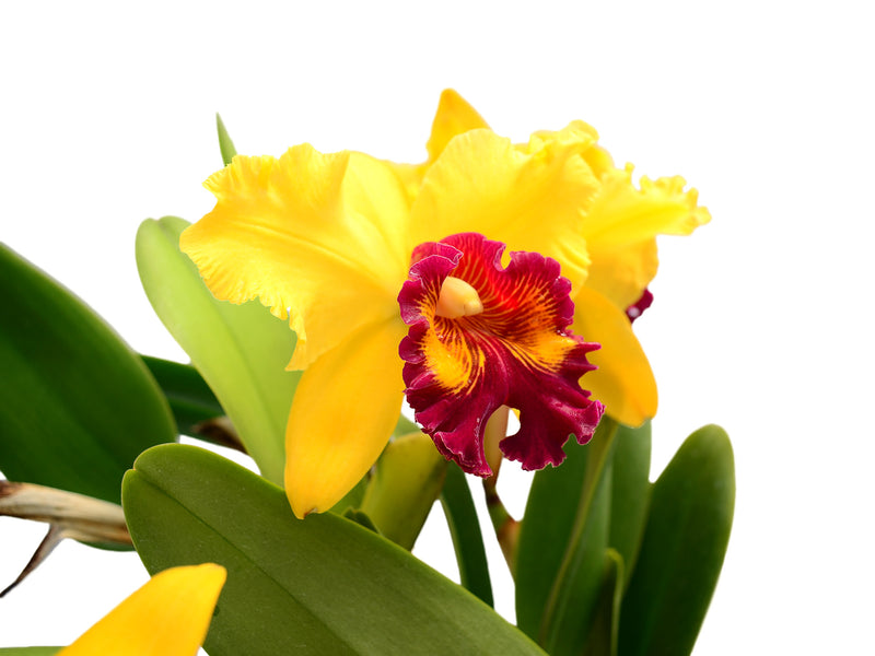 Rhyncholaeliocattleya Kakemizu Kenichi