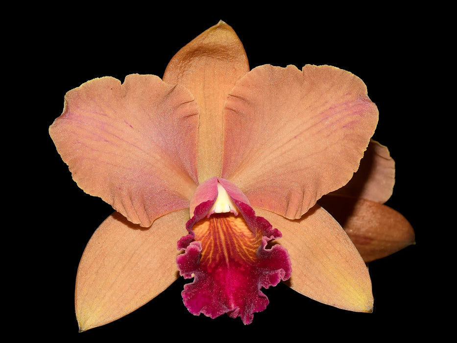 Rhyncholaeliocattleya Kiat Tan