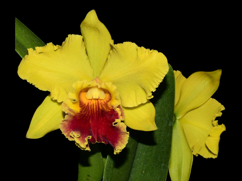 Rhyncholaeliocattleya Lawless Romeo Delight