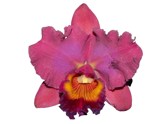 Rhyncholaeliocattleya Legend of Maui