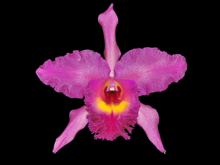 Rhyncholaeliocattleya Lemon Pink