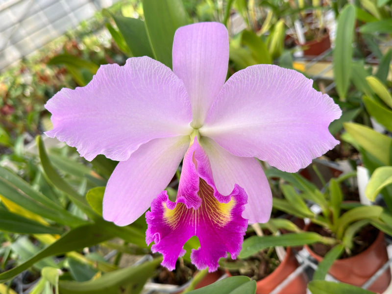 Rhyncholaeliocattleya Leonie Portilla