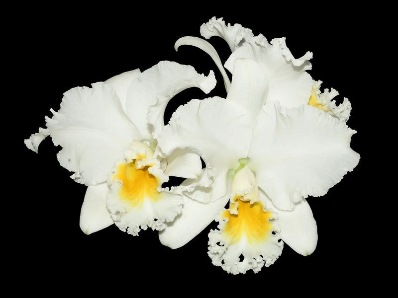 Rhyncholaeliocattleya Machala