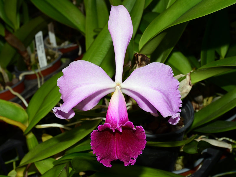 Rhyncholaeliocattleya Manabi