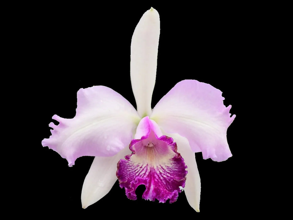 Rhyncholaeliocattleya Maria Brown