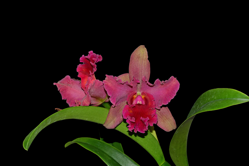 Rhyncholaeliocattleya Maria Ingle