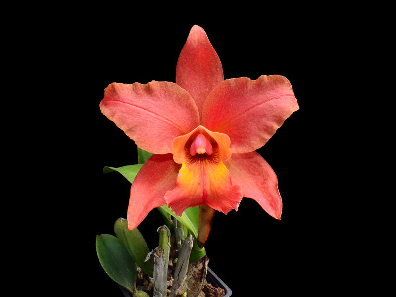 Rhyncholaeliocattleya Mary Fisk