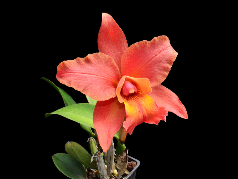 Rhyncholaeliocattleya Mary Fisk