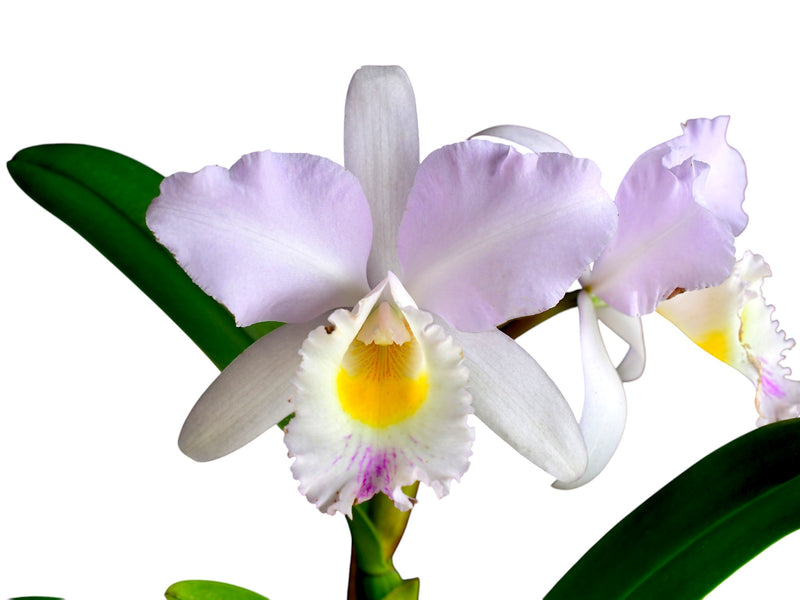 Rhyncholaeliocattleya Memoria Adela Campos Maye