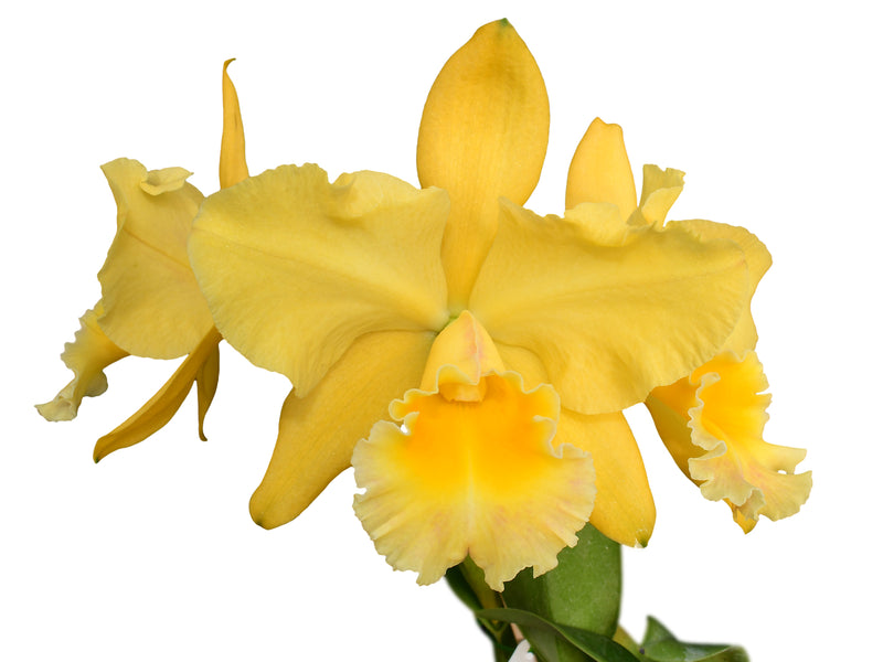 Rhyncholaeliocattleya Memoria Hazel Glover