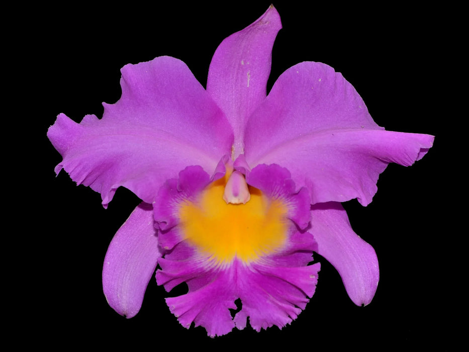 Rhyncholaeliocattleya Memoria Julio Vinueza