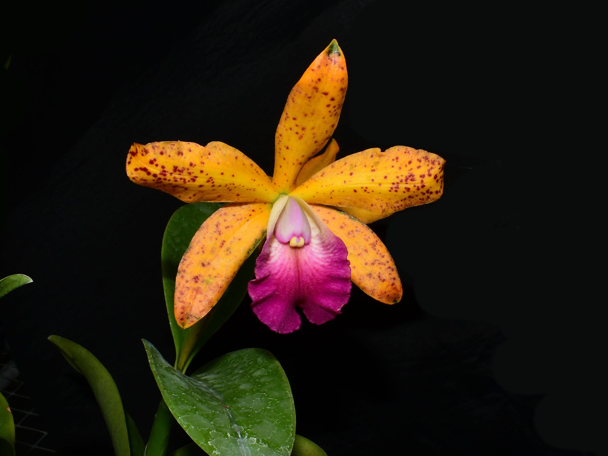 Rhyncholaeliocattleya Memoria Nestor Tovar