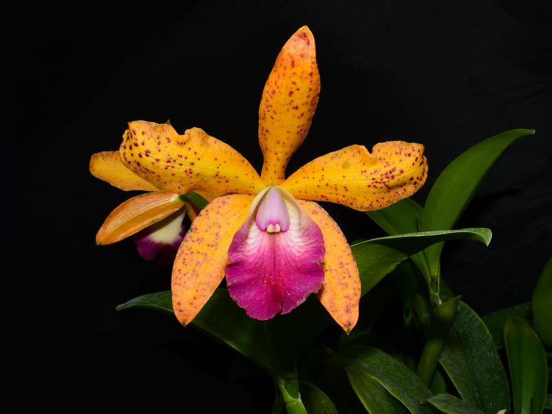 Rhyncholaeliocattleya Memoria Nestor Tovar