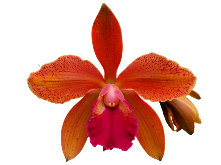 Rhyncholaeliocattleya Memoria Nestor Tovar