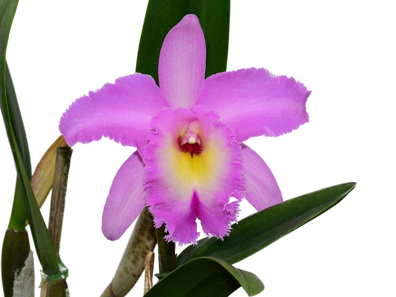 Rhyncholaeliocattleya Memoria Pipa Garcia Recinos