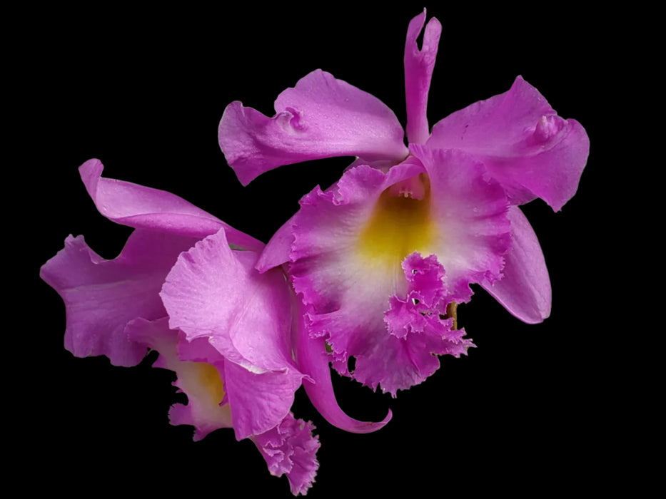 Rhyncholaeliocattleya Memoria Pipa Garcia Recinos