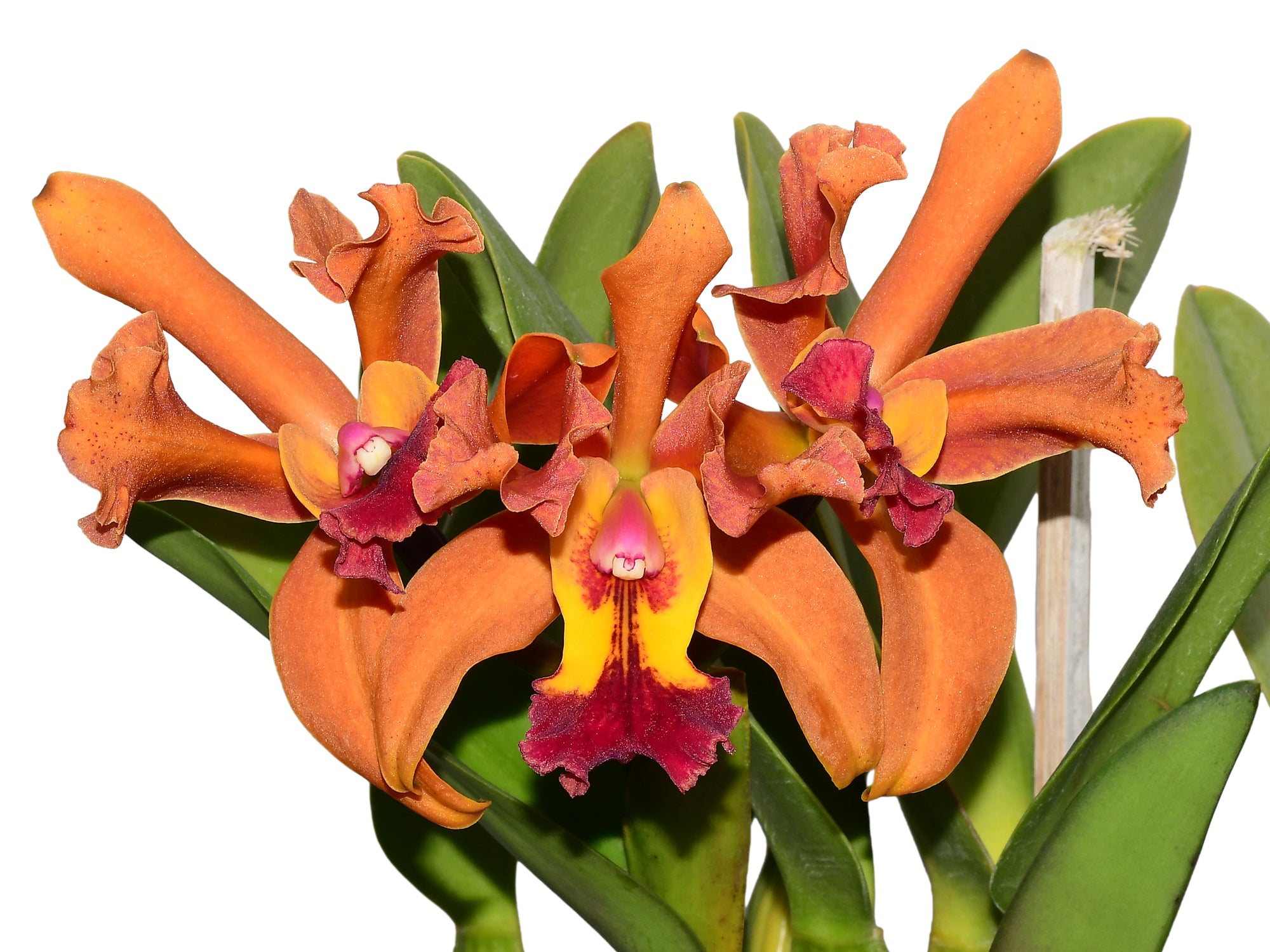 Rhyncholaeliocattleya Mirian Suzuki — Ecuagenera Orquídeas del Ecuador
