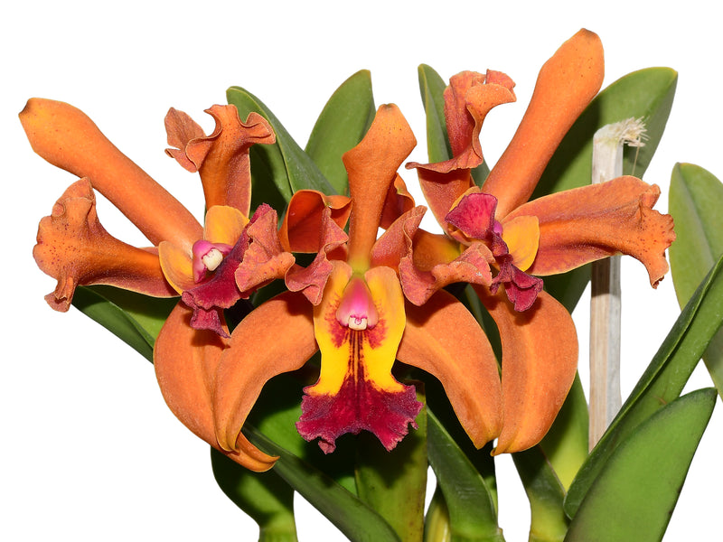 Rhyncholaeliocattleya Mirian Suzuki