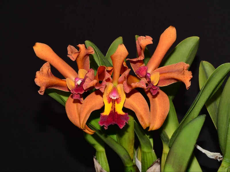 Rhyncholaeliocattleya Mirian Suzuki