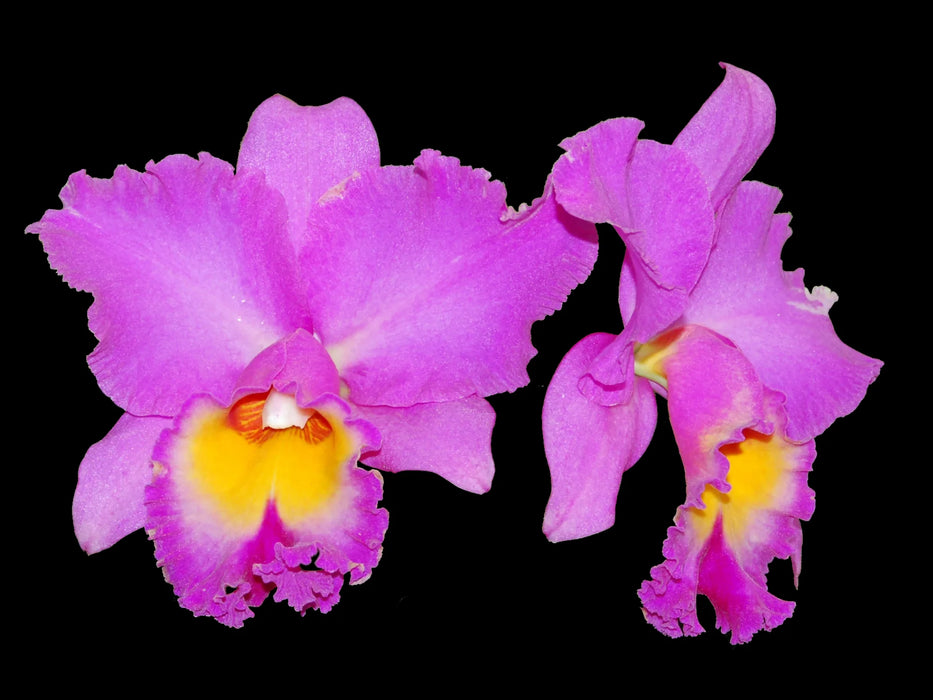 Rhyncholaeliocattleya Mishima Choice