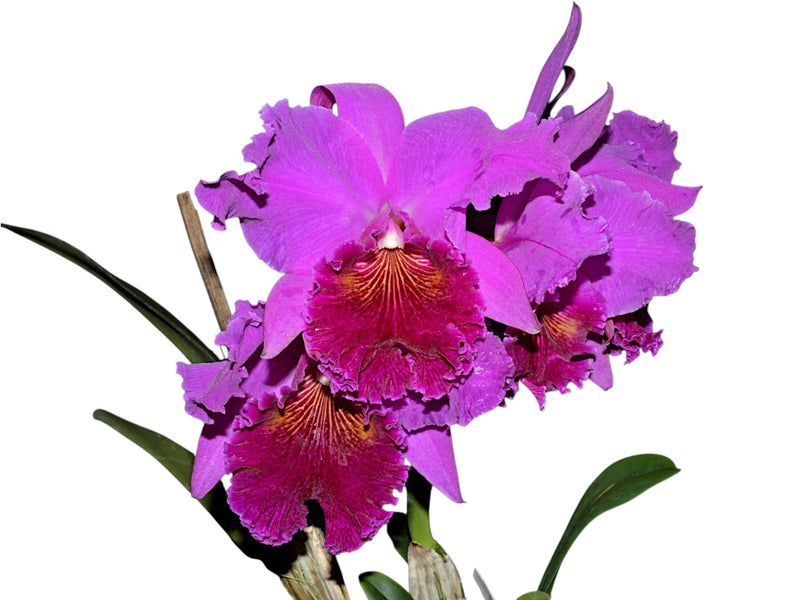 Rhyncholaeliocattleya Nakagami Grace