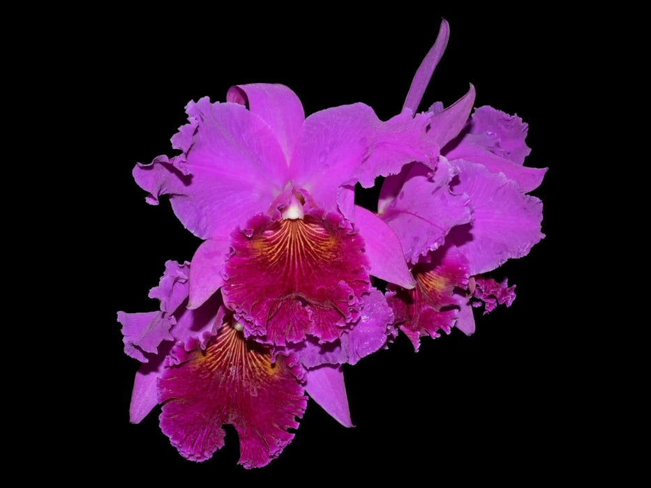 Rhyncholaeliocattleya Nakagami Grace