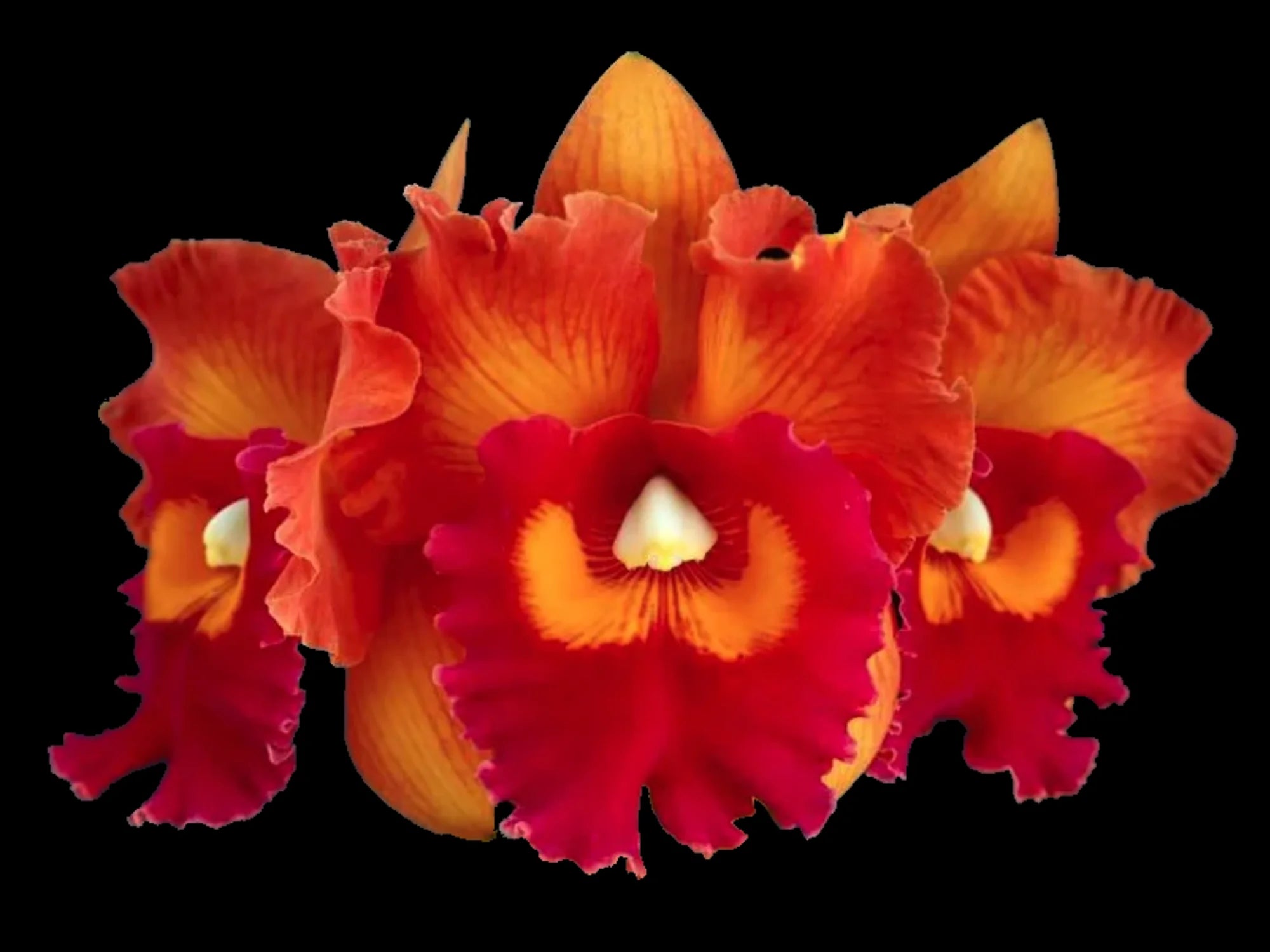Rhyncholaeliocattleya Nakornchaisri Delight