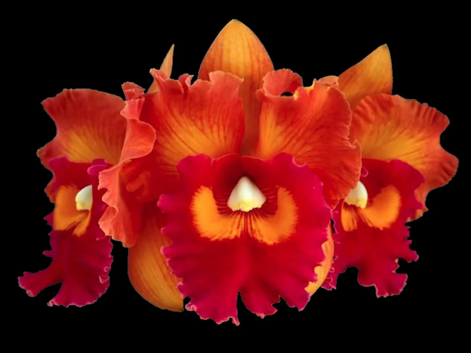 Rhyncholaeliocattleya Nakornchaisri Delight