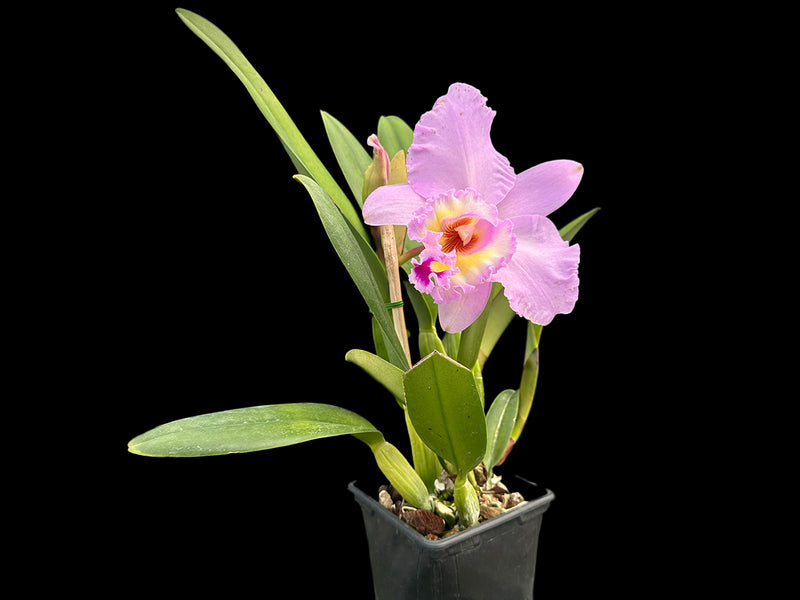 Rhyncholaeliocattleya Napo